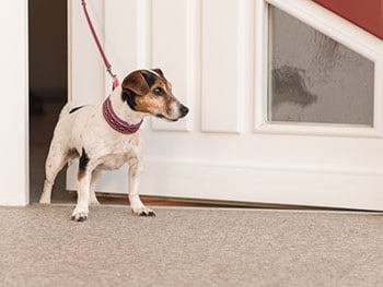 How To Stop Your Dog From Door Dashing