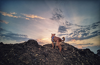 hiking snacks for dogs