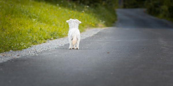 dog lost on open road