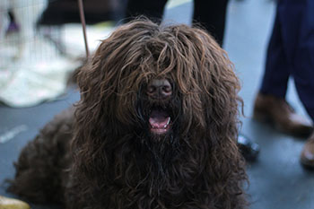 best way to cut matted dog hair