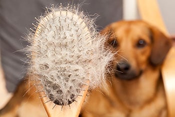 Caring for Your Dog's Coat: Brushing, Combing, and Mats -- Oh My!