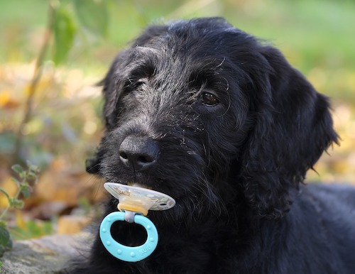 dog-sucking-on-pacifier