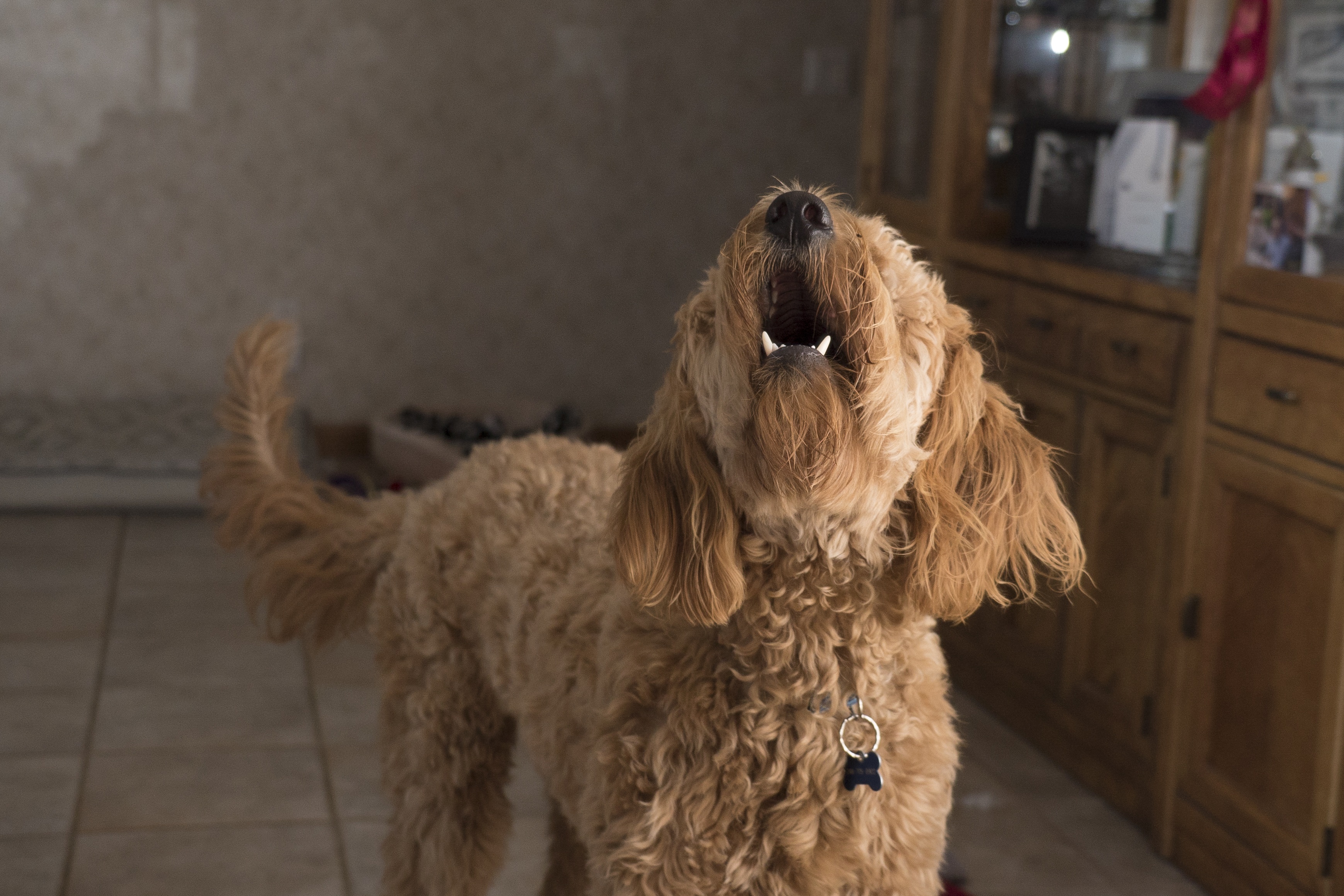 Why Your Dog Is Barking and How to Stop It
