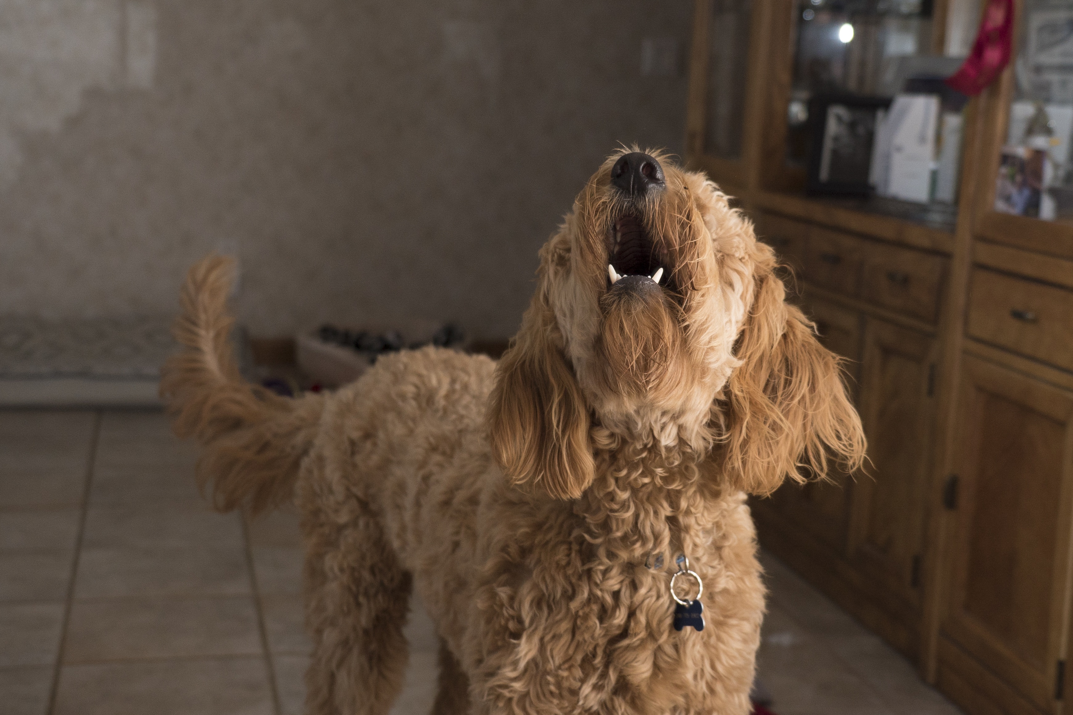 how to stop dog barking at door knocking