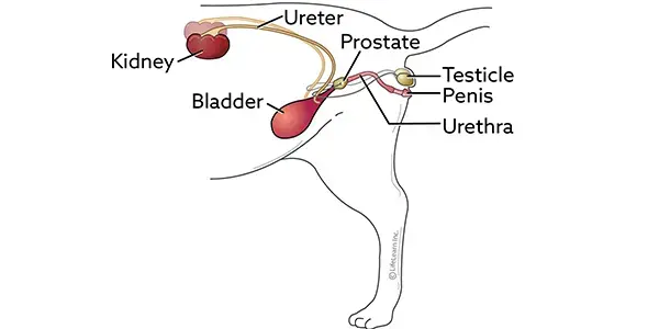 Microalbumin and Kidney Disease in Cats