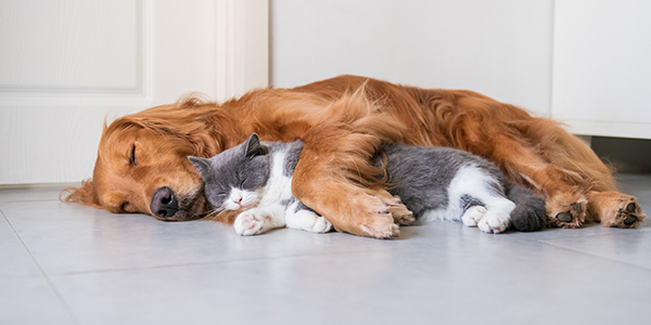 Estate Planning for Pets