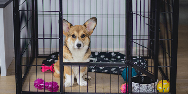 Essential Puppy Crate Training Products