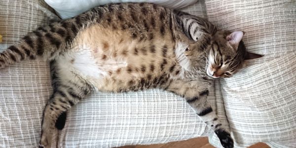 cat lying on couch showing off its stomach