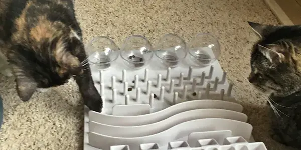 food puzzles your cat will love