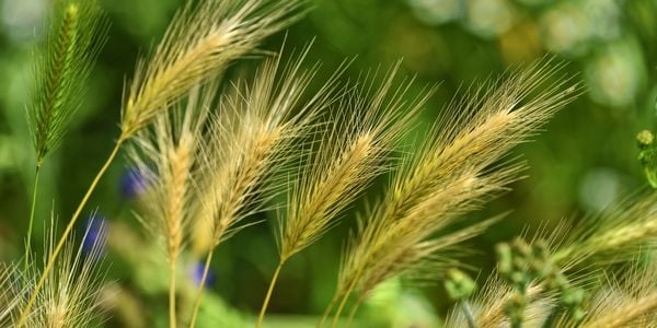 close up of foxtail grass seed awns that are harmful to dogs