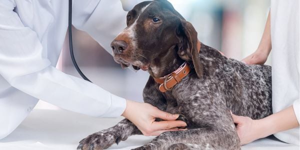 german short hair pointer being examined at the vet