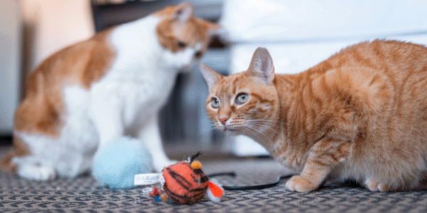 two cats playing with ball toys