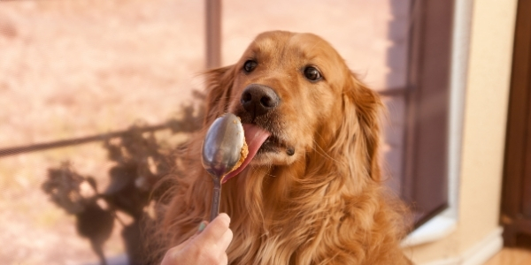 jif peanut butter dogs