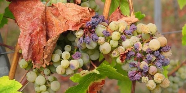 grapes that are turning into raisins on the vine are toxic to dogs and cats