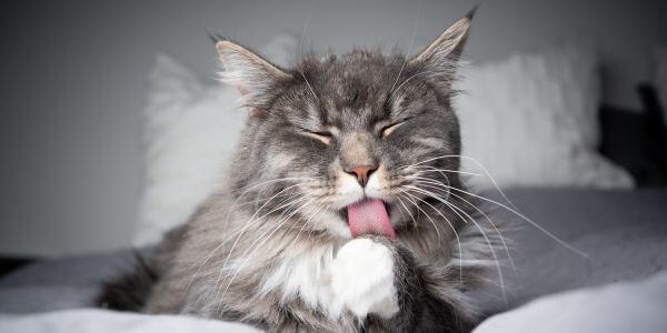 gray cat licking and overgrooming