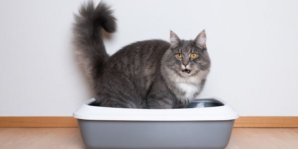 gray cat vocalizing in the litter box