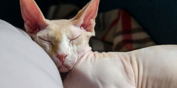 hairless cat sleeping