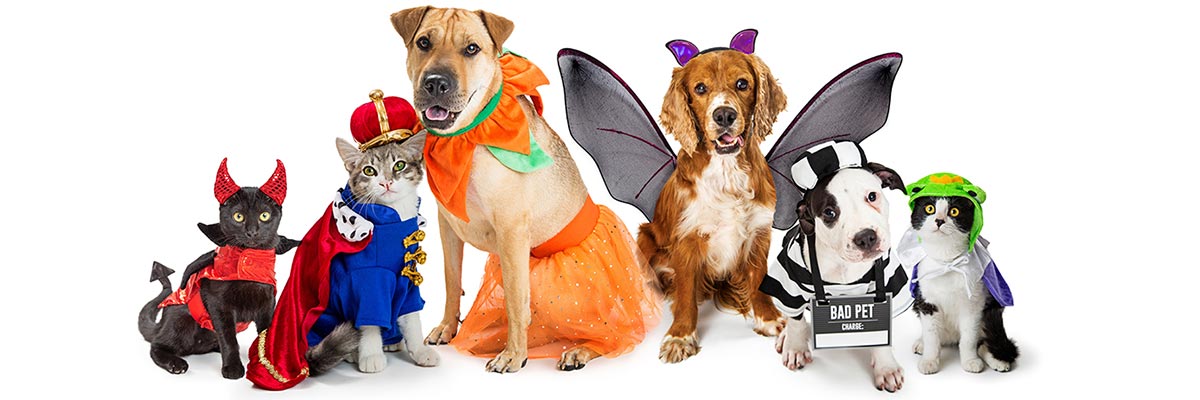 halloween pet safety resources