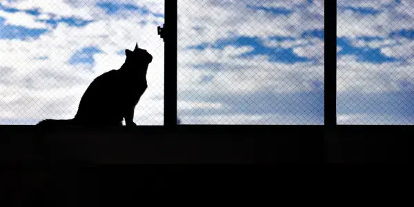 how do you know when it's time to say goodbye to a pet