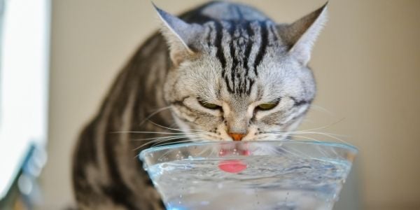 Cat drinking water but not eating any food