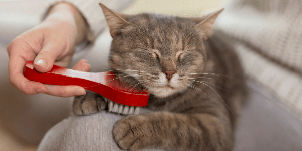 Hướng dẫn chăm sóc lông cho mèo