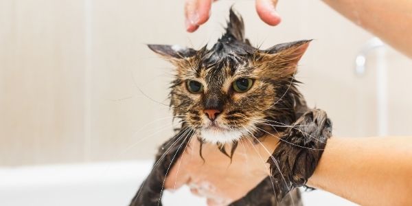 Why And How You Should Bathe Your Cat, How To Keep Cat Out Of Bathtub