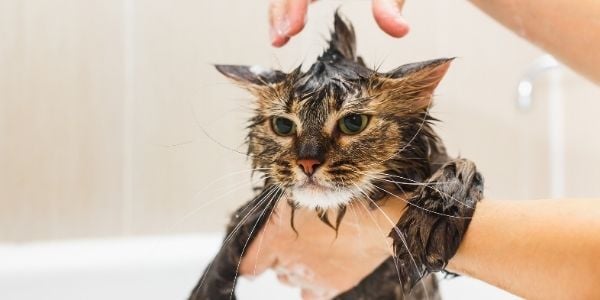 Bath Time! Why and How You Should Bathe Your Cat