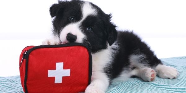 DIY dog first aid kit for home and travel