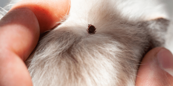 can humans get ticks from dogs