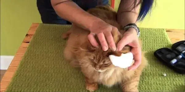 How to Take Your Cat's Blood Glucose Reading