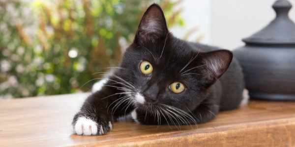 Newsela - Can you potty-train your kitty? Some people say yes, you can!