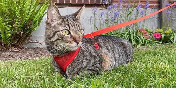 how to leash train a cat