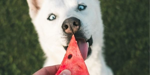 dog getting a slice of watermelon and loving it