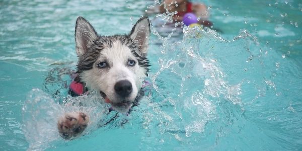 Doggy paddle without the danger – Pet safety around water - First