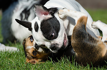 best age to start doggy daycare