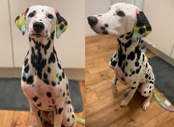 Jag the beautiful and colorful dalmatian