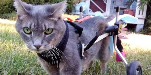 cat in a k9 cart cat wheelchair