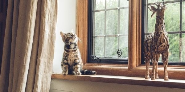 kitten sitting on window sill