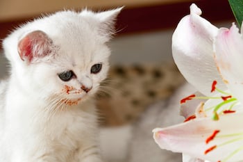 kitten with lily flower pollen incredibly dangerous and life-threatening