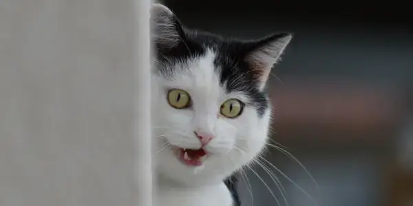 learn about cardiomyopathy in cats