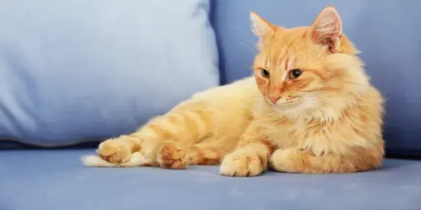 Learn about Inflammatory Bowel Disease in cats