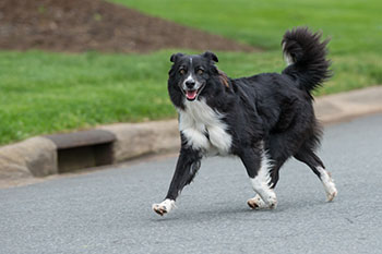 what do you do if an off leash dog approaches wag