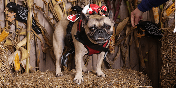 French bulldog as horse with jockey for Halloween costume