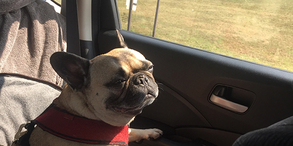 taking pets on road trips