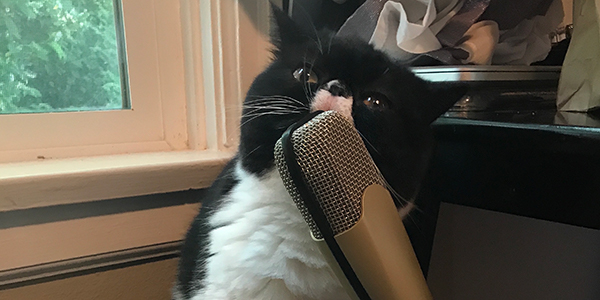 Podcast Cat Can T Pee Go To The Vet Asap