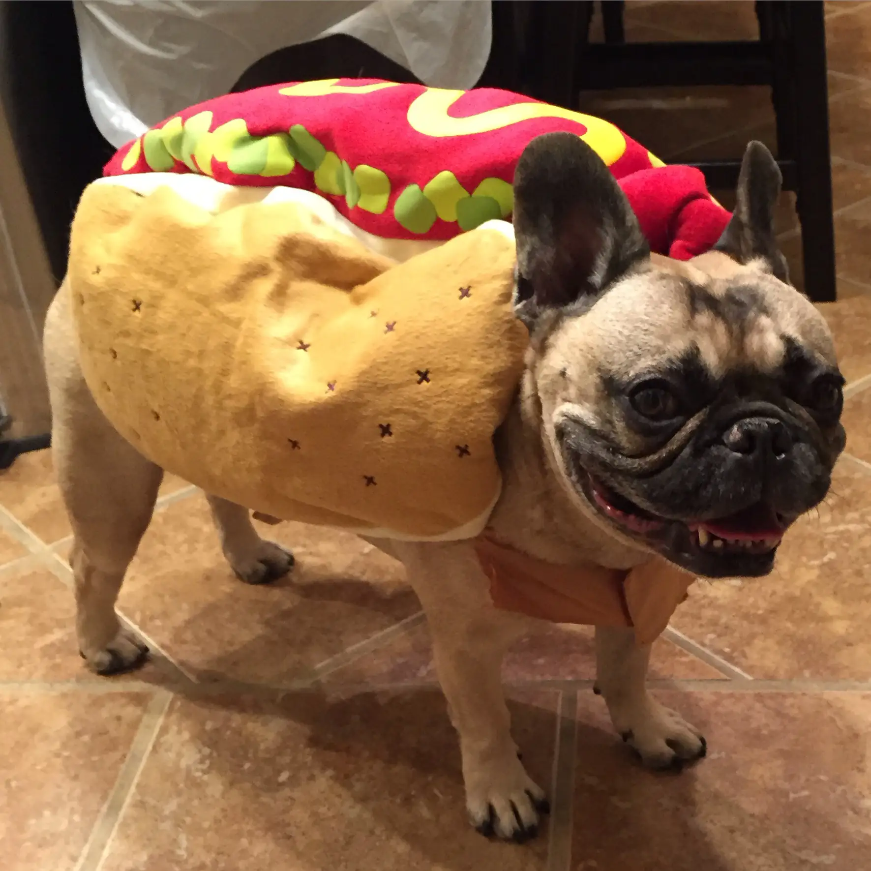 Marshall the French bulldog looking super cute in his hot dog Halloween costume