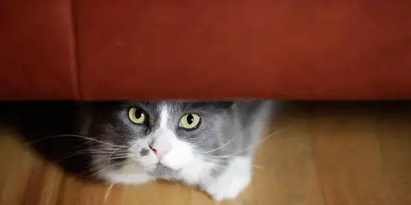 cat hiding from noise aversion