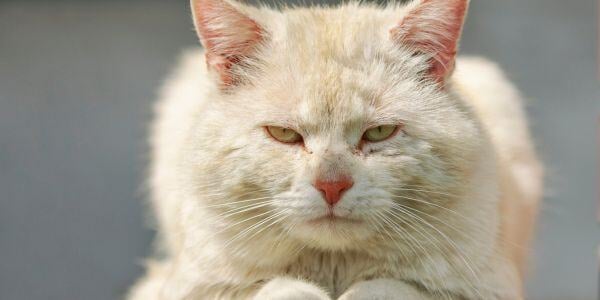 old blond cat looking in pain