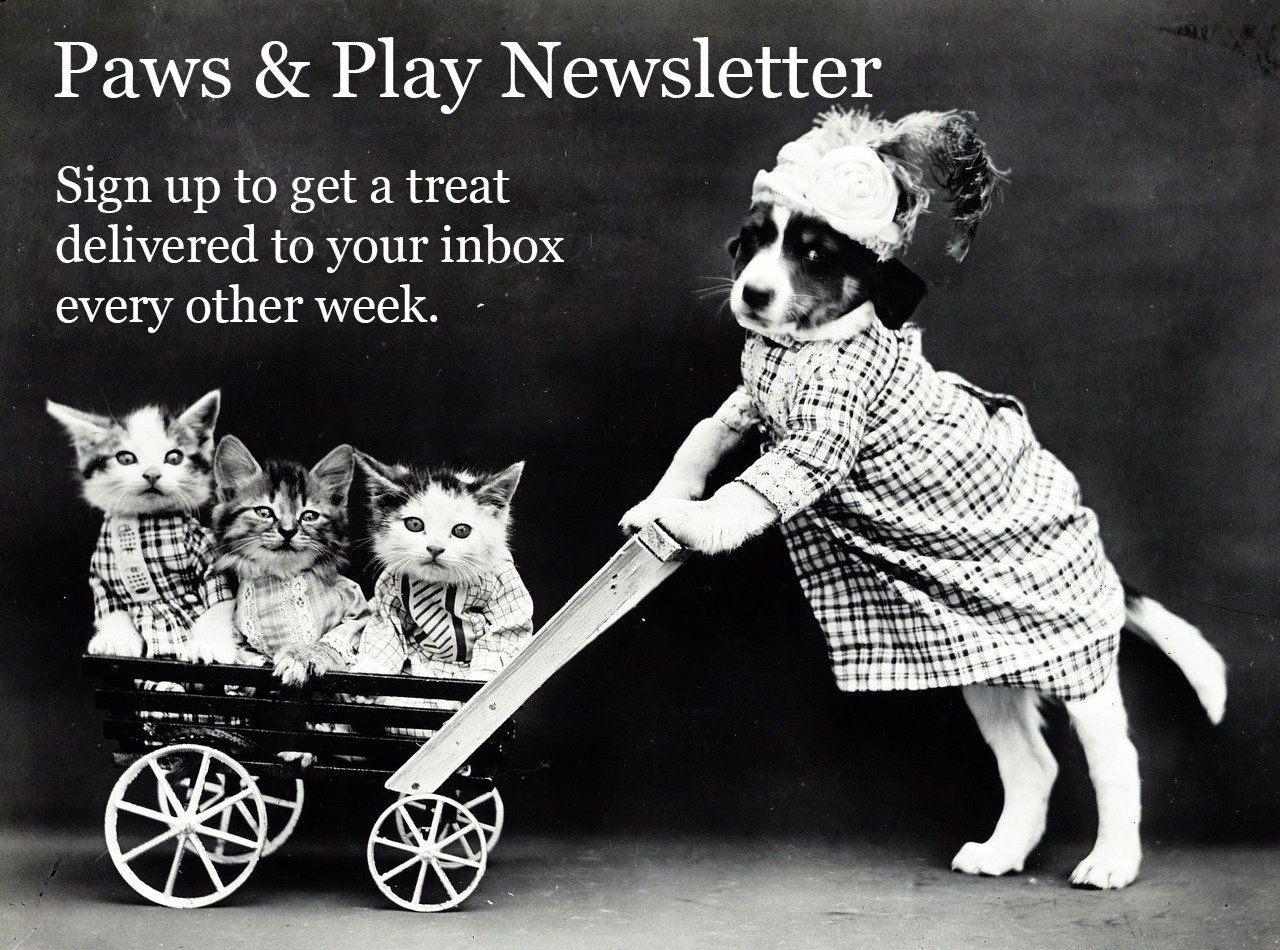 paws-n-play-newsletter-sign-up