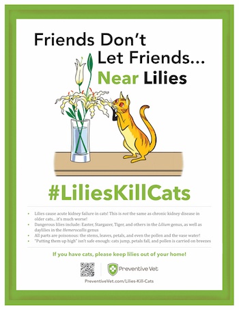 Lilies Kill Cats